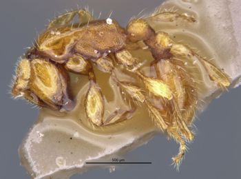 Media type: image;   Entomology 20276 Aspect: habitus lateral view 2
